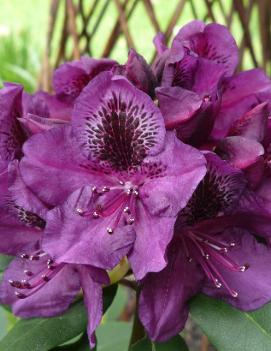 Rhododendron 'Black Satin'