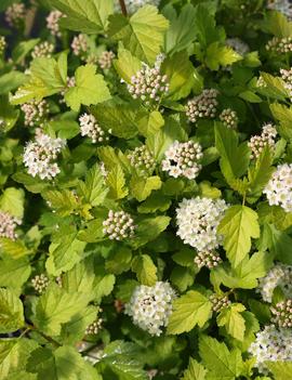 Physocarpus opulifolius Tiny Wine® Gold ('SMNPOTWG') (PP28857, CBR5940)