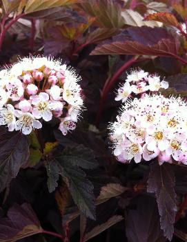 Physocarpus opulifolius Coppertina® ('Mindia') (PP16371, CPBR2892)