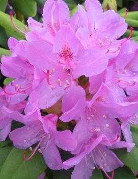 Rhododendron 'English Roseum'