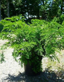 Taxus x media 'Andersonii'