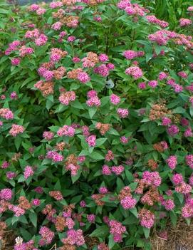 Spiraea japonica Double Play® Artisan® ('Galen') (PP21712)