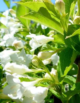 Weigela florida 'Bristol Snowflake'