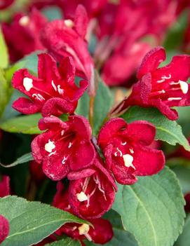 Weigela x Maroon Swoon® ('Slingco 2') (PP26841, CPBR5267)