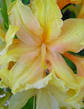 Azalea 'Golden Lights'