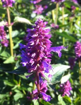 Agastache x 'Blue Boa' (PP24050, COPF)