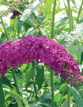 Buddleia davidii 'Royal Red'