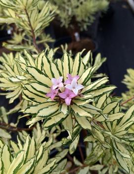 Daphne x burkwoodii 'Briggs Moonlight'