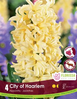 Hyacinth 'City of Haarlem'