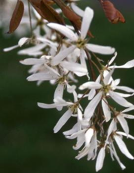 Amelanchier laevis