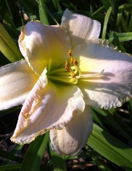 Hemerocallis 'Early Snow'