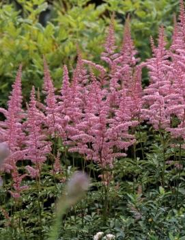 Astilbe arendsii 'Cattleya'