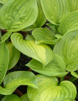 Hosta 'Avocado'