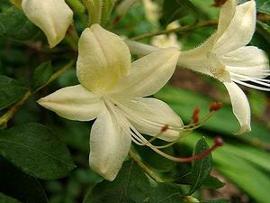 Azalea 'Weston's Lemon Drop'