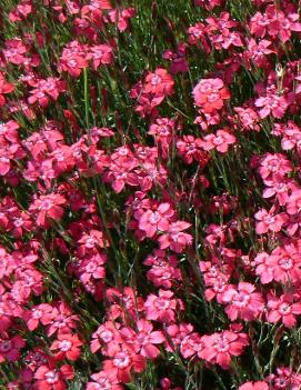 Dianthus deltoides 'Brilliant'