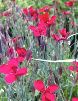 Dianthus deltoides Flashing Light ('Leuchtfunk')