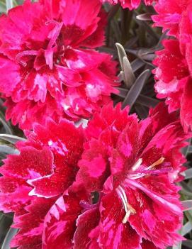 Dianthus x 'Pomegranate Kiss' (PP21895)