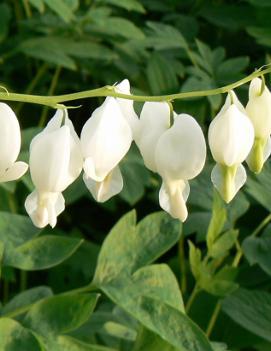 Dicentra spectabilis 'Alba'