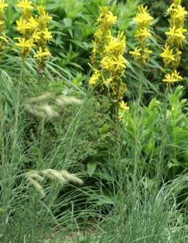 Asphodeline lutea