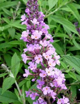 Buddleia Flutterby Petite® Dark Pink ('Podaras #10') (PP22066)