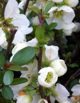 Chaenomeles x superba 'Jet Trail'