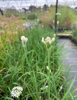 Allium tuberosum