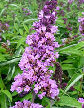 Buddleia Flutterby Petite® Tutti Fruiti Pink ('Podaras #13') (PP22177)