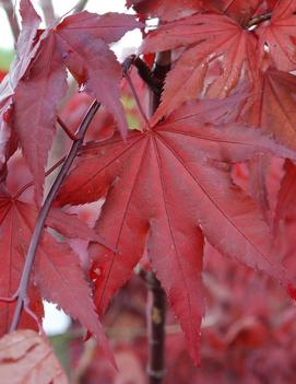 Acer palmatum 'Purple Ghost'