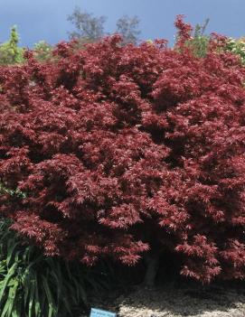 Acer palmatum 'Shaina'