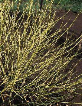 Cornus alba 'Bud's Yellow'