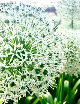 Allium x 'Mount Everest'