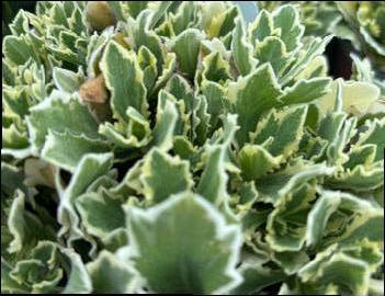 Arabis caucasica 'Variegata'