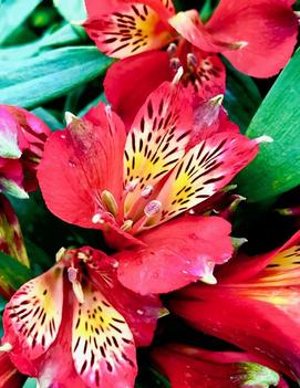 Alstroemeria Inca Joli™ ('Koncajoli') (PP22267)