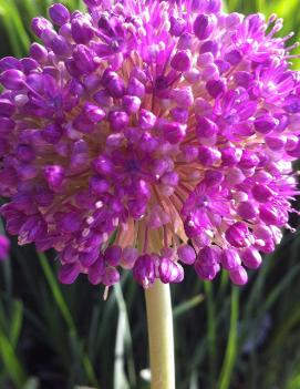 Allium giganteum