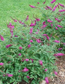 Buddleia x Lo & Behold® Ruby Chip ('SMNBDD') (PPAF, CPBRAF)