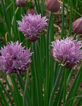 Allium schoenoprasum