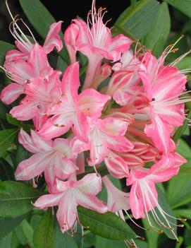 Azalea viscosum 'Ribbon Candy'