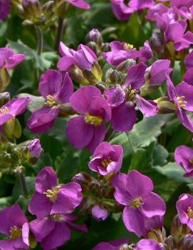 Arabis arendsii 'Compinkie'