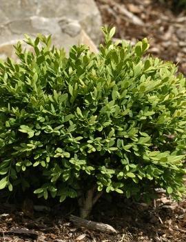 Buxus sempervirens 'Mont Bruno' (COPF)