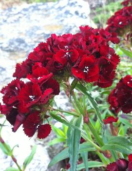 Dianthus barbatus 'Heart Attack'