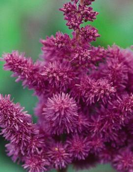 Astilbe chinensis 'Visions'