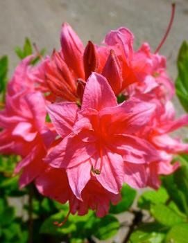 Azalea 'Homebush'