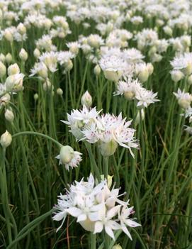 Allium amplectens 'Graceful Beauty'