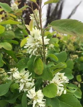 Amelanchier alnifolia Standing Ovation™ ('Obelisk')