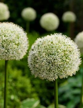 Allium x 'White Giant'