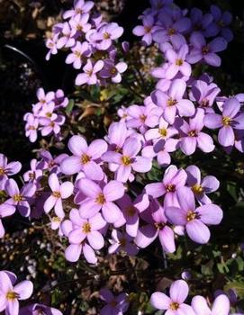 Arabis caucasica 'Rosea'