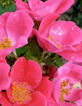 Rosa Pink Home Run® ('WEKPhom') (PP22856)