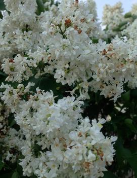 Syringa x vulgaris 'Madame Lemoine'