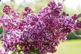 Syringa x vulgaris 'Lila Wonder'