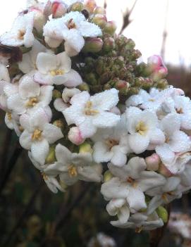 Viburnum x burkwoodii